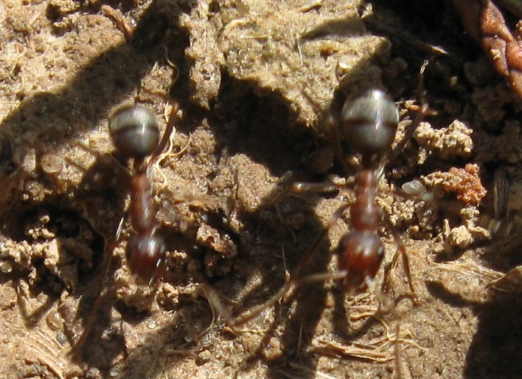 some very big bugs in the dirt