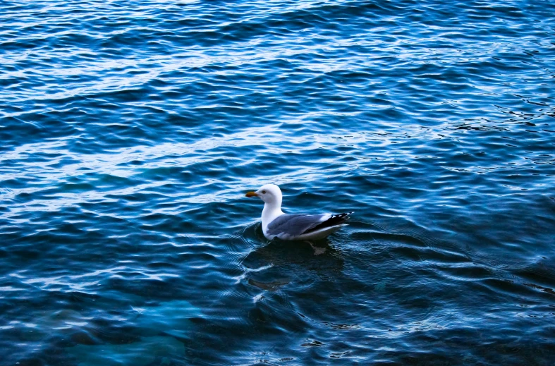 a seagull is swimming across a body of water