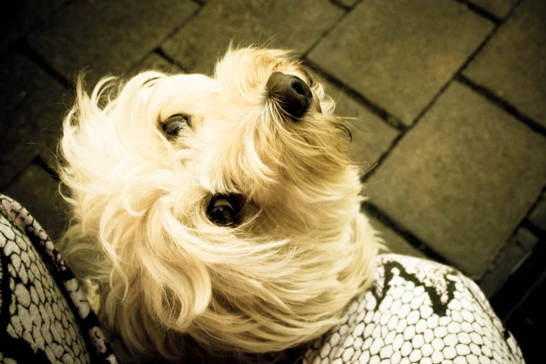 a dog that is sitting in a persons lap