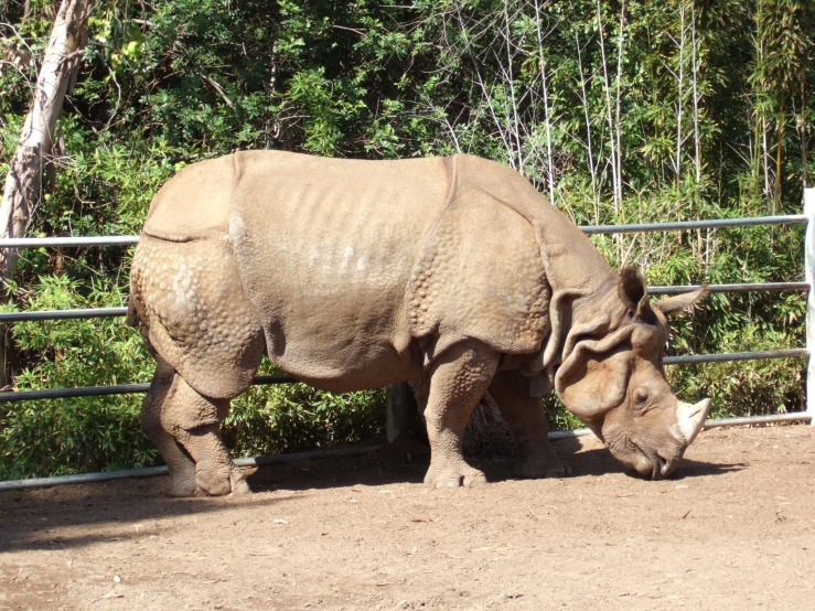 there is a rhino with its head down and it is standing by the fence