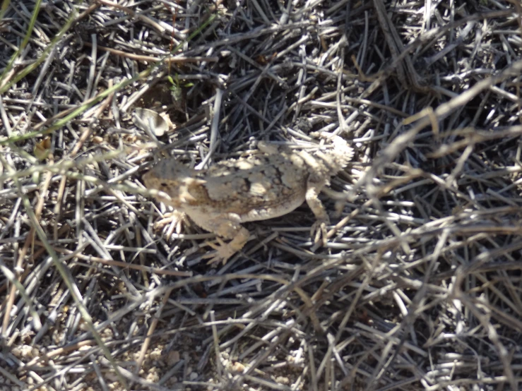 a small toad that is on the ground