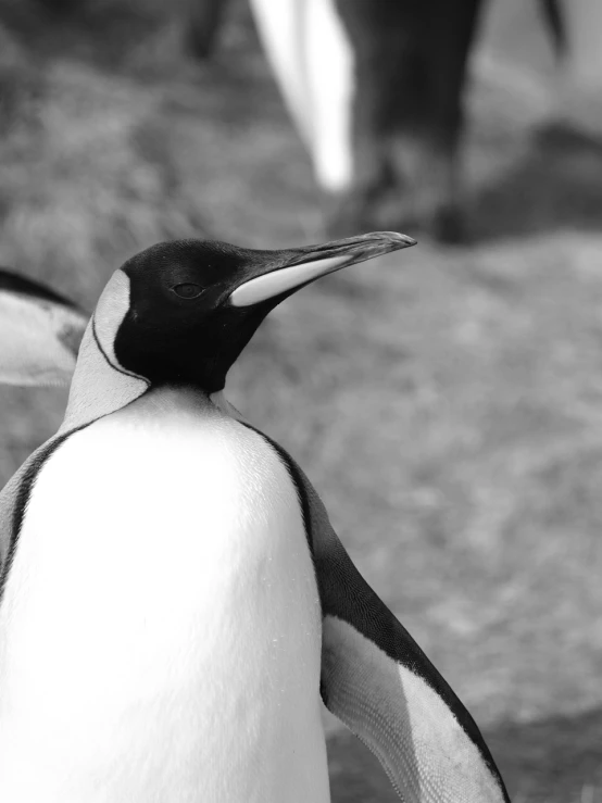 a black and white po of a penguin and another animal