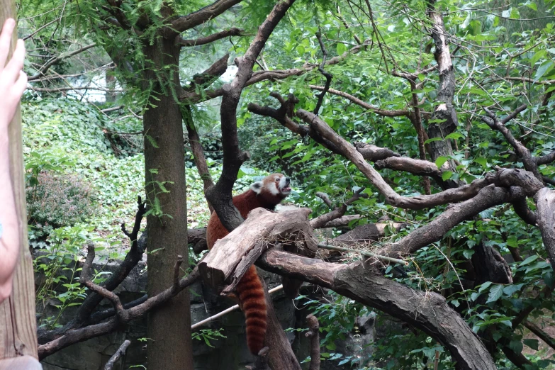 a red panda is hanging onto a tree