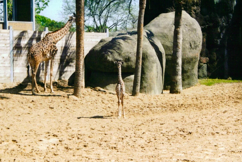 two giraffes standing in their habitat at the zoo