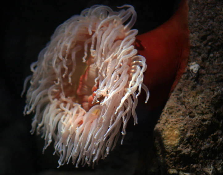 an anemone sitting on a rock