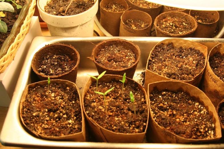 several trays with various plants and dirt in them