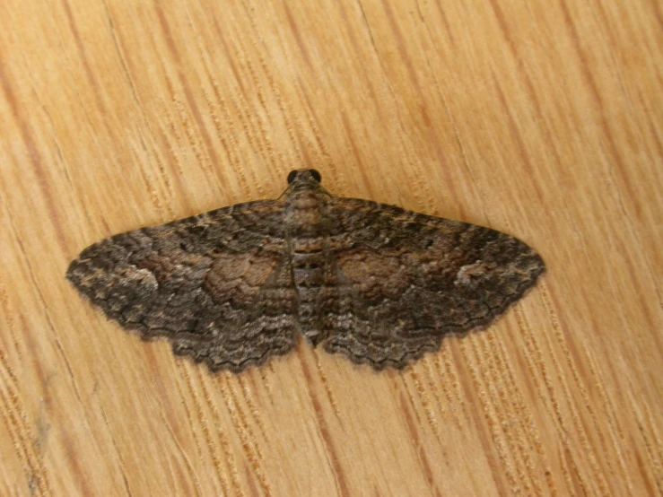 the underside view of a large moth on wood