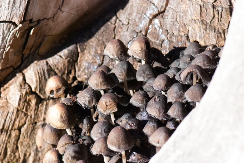 small brown mushrooms are growing on the bark of a tree