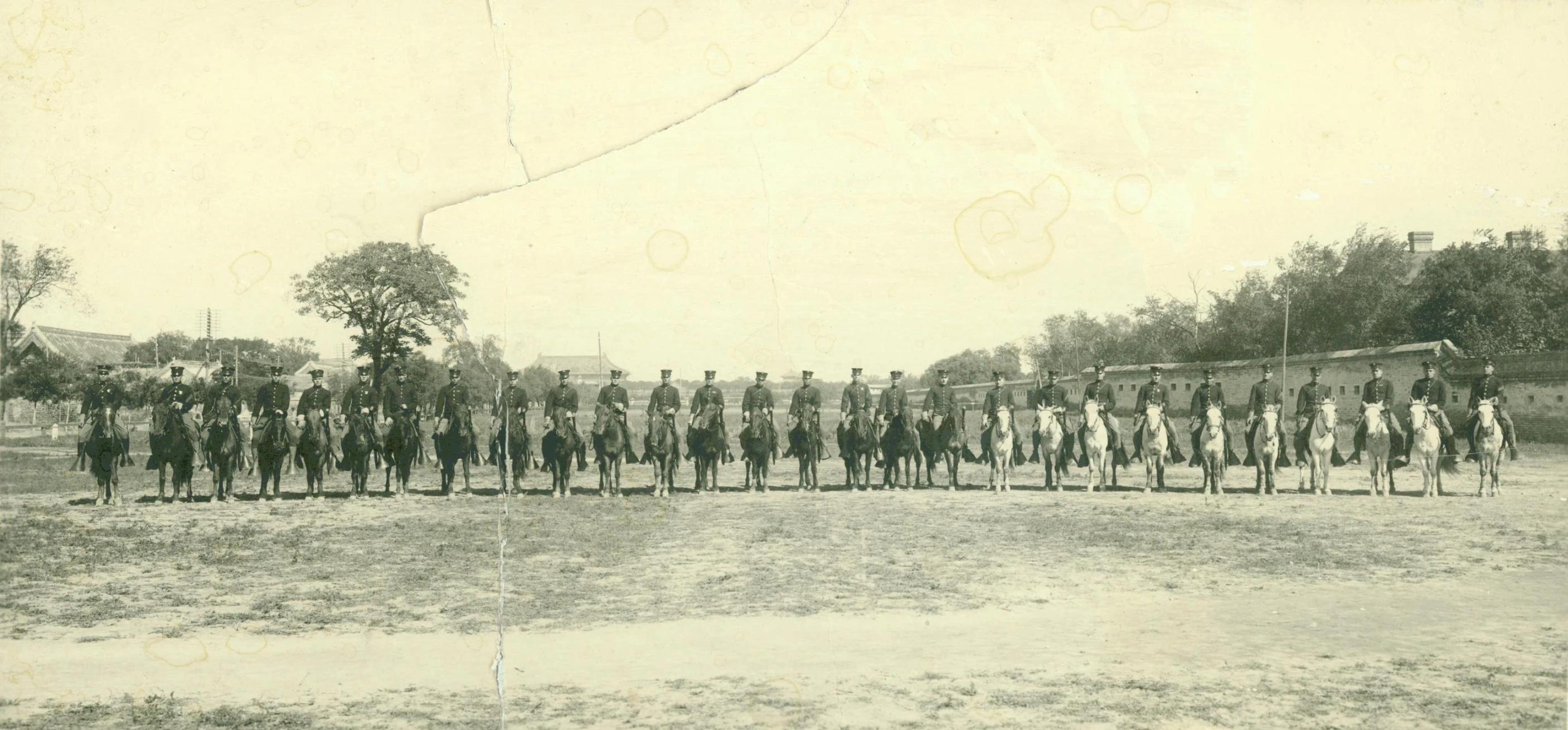 the team of horses in uniform stand in a row