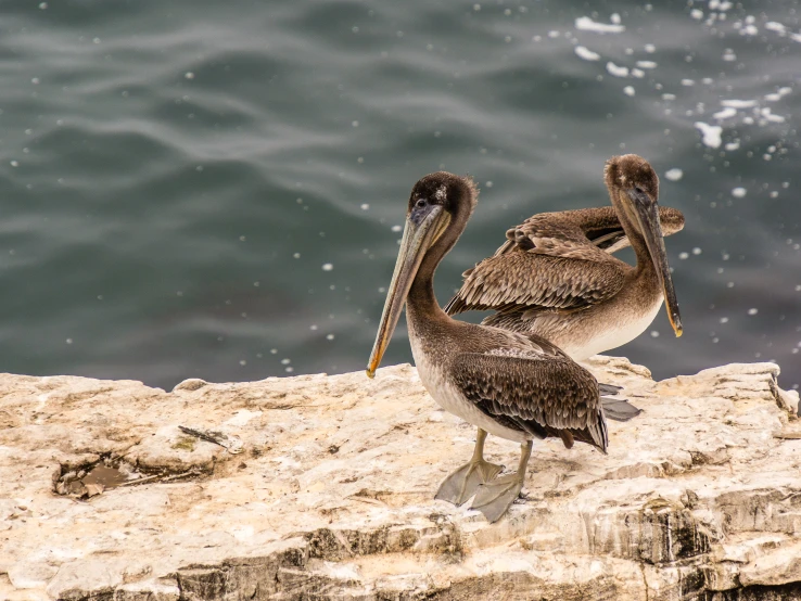 two birds standing on the edge of a rocky cliff with water in the background