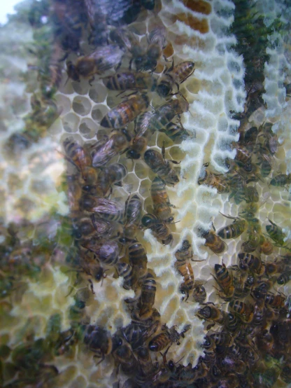 swarms of bees are clustered together on honeycombs