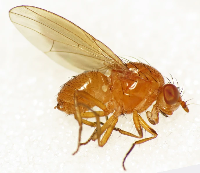 a close - up s of a honeybee on a sheet of white material