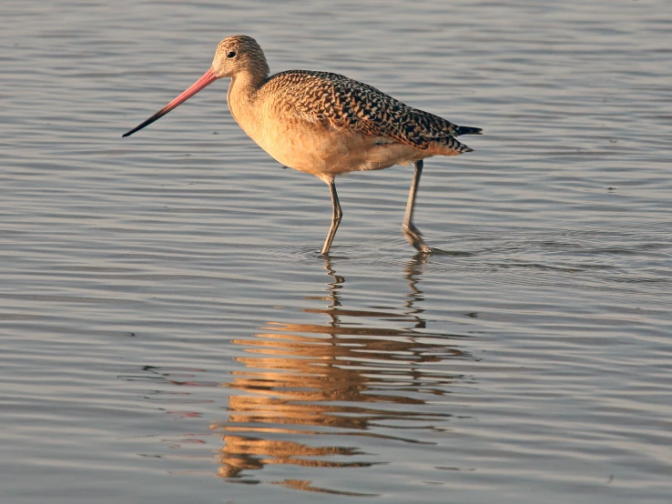 a large long beaked bird standing in water