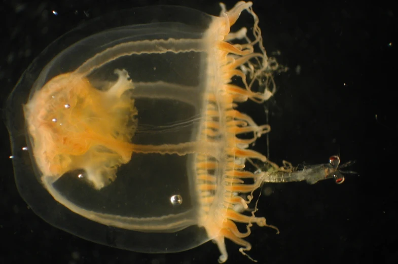 a yellow jellyfish floats through the water, near its coral