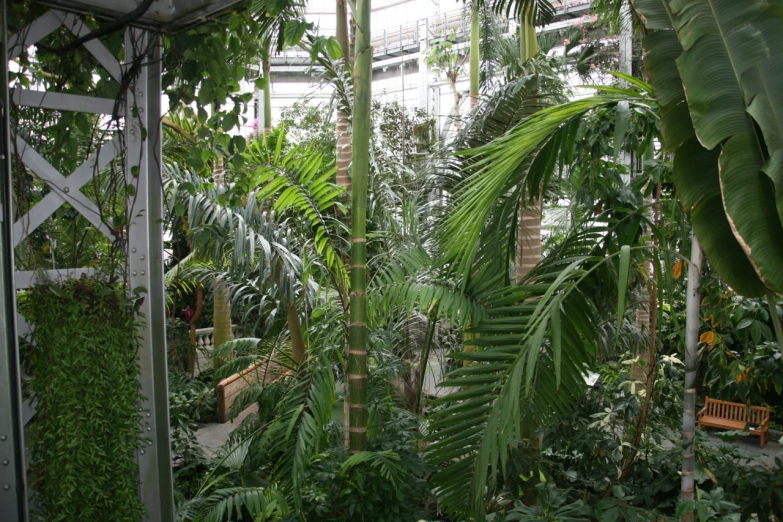 a large, wide room filled with plants in a greenhouse