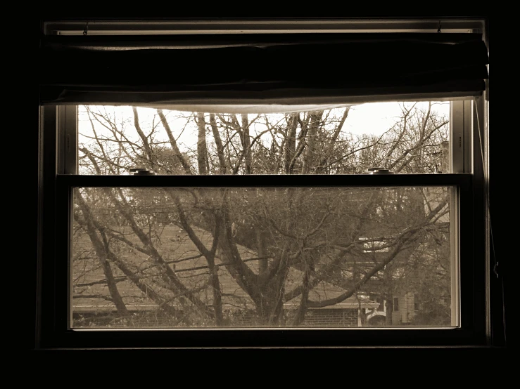 a tree outside of a window with no leaves