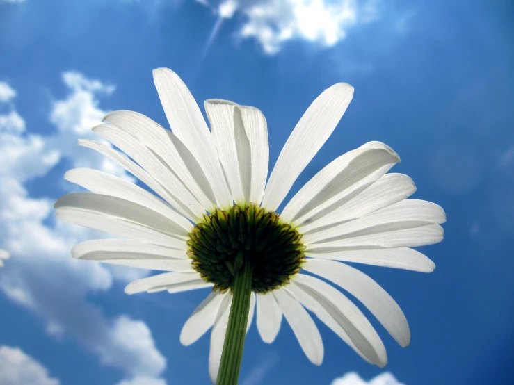 a very pretty white flower with a nice blue sky behind it