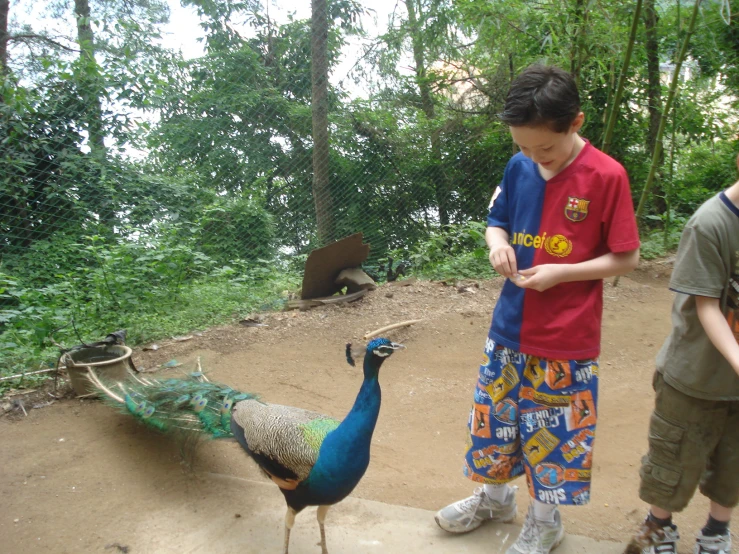 two boys look at a peacock with its tail and feet