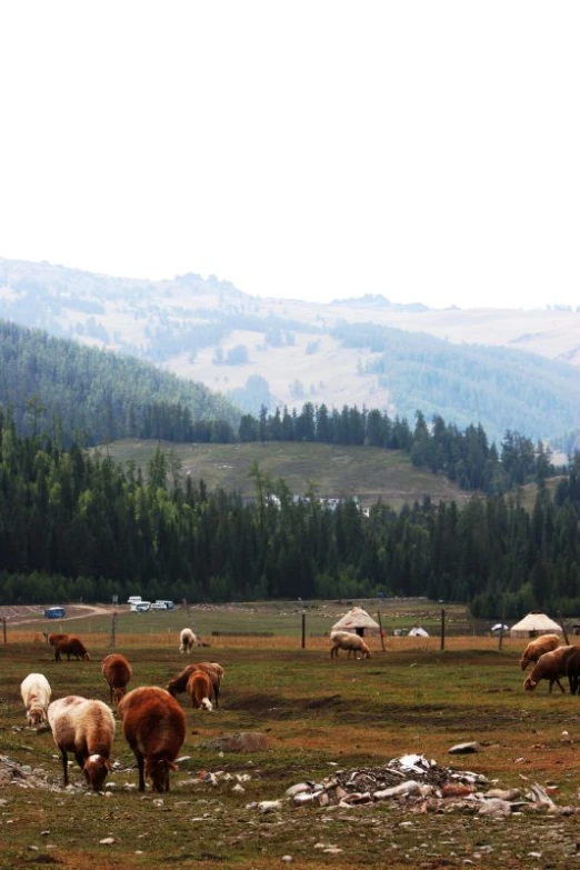 a herd of wild animals grazing on the grass