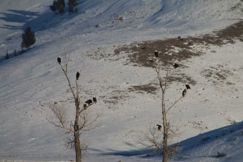 there are many birds in the trees on the snowy hill