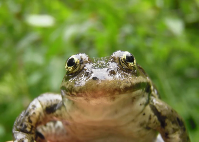 a toad sitting on top of a wooden table