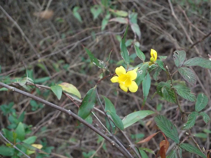 a flower is shown in the wild near grass