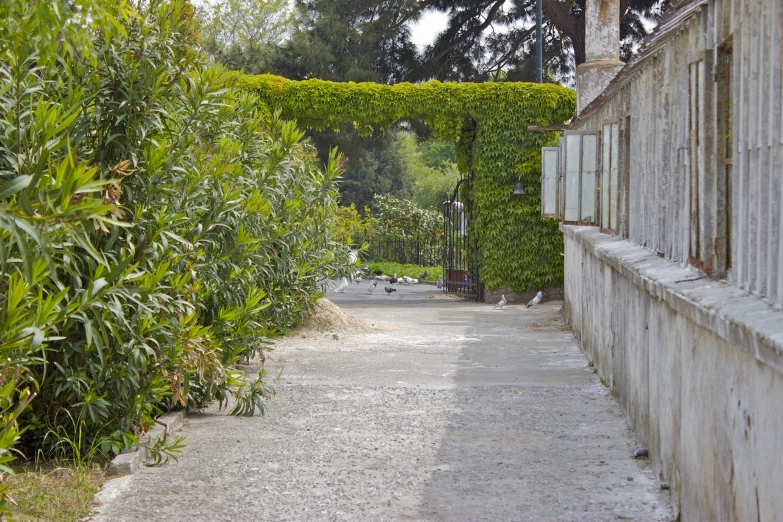 a road that has some bushes and trees along it