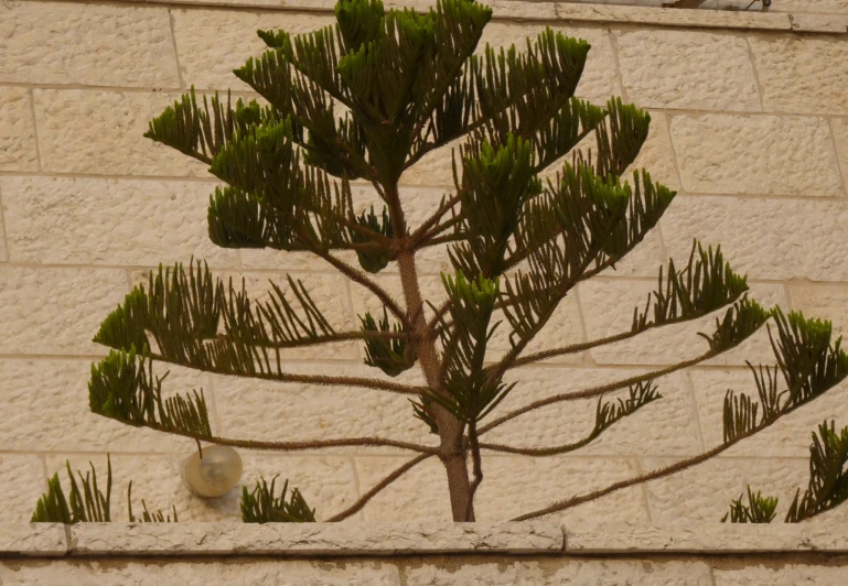 a small green tree sitting against a stone wall