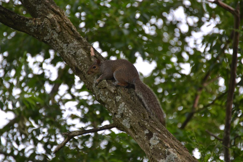 a squirrel with its head on the top of a tree nch