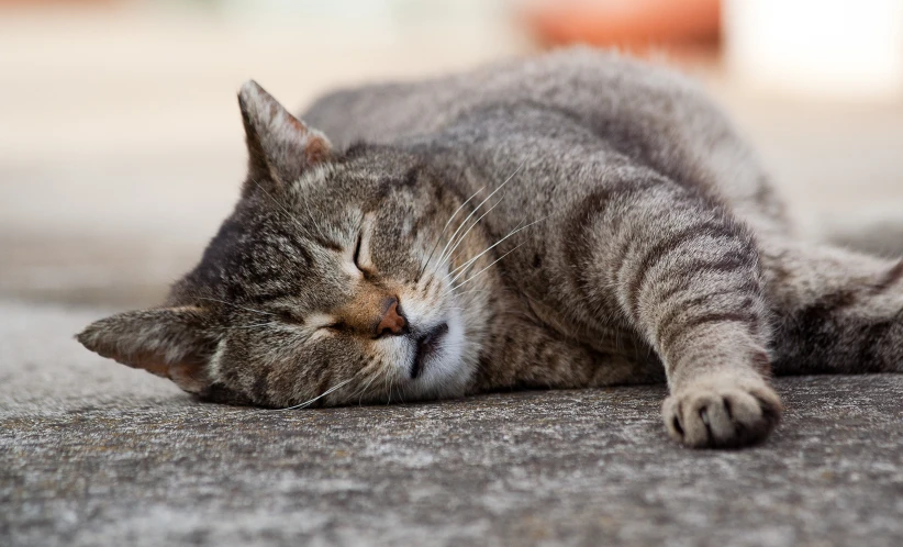 a cat sleeping on concrete outside during the day