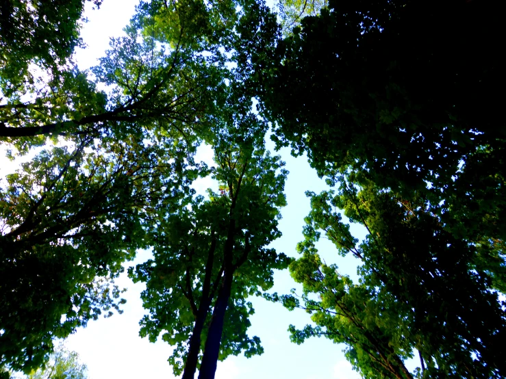 some trees are in the woods reaching up into the sky