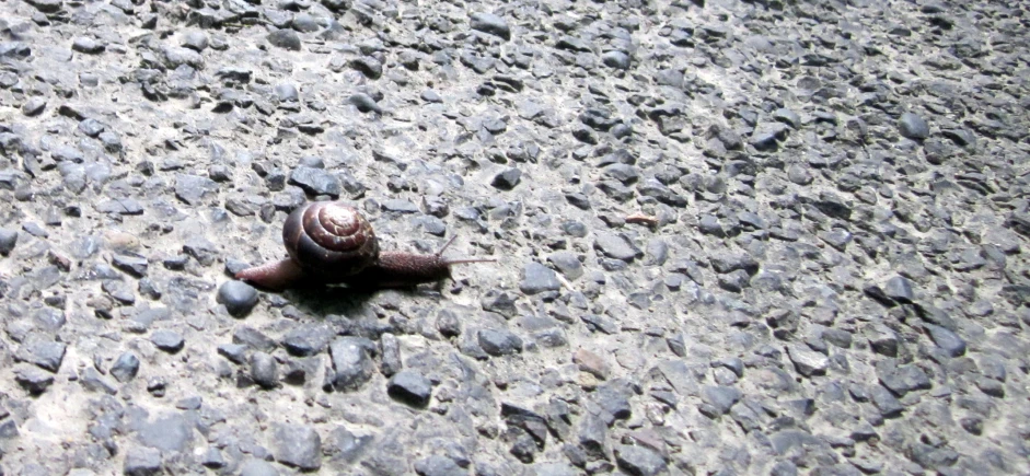 a small snail crawling on the pavement