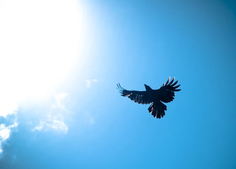 the large bird is flying above the cloudy blue sky