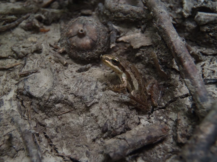 a crab crawling on some drift wood, next to it is an egg