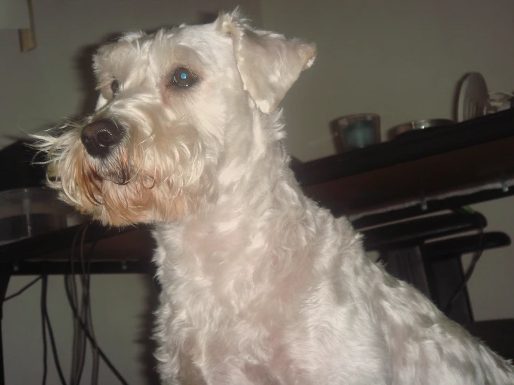 a small white dog sitting at a wooden table