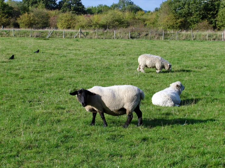 two sheep and three birds are out in a field