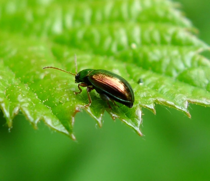 an adult beetle is on a leaf in the middle of the night