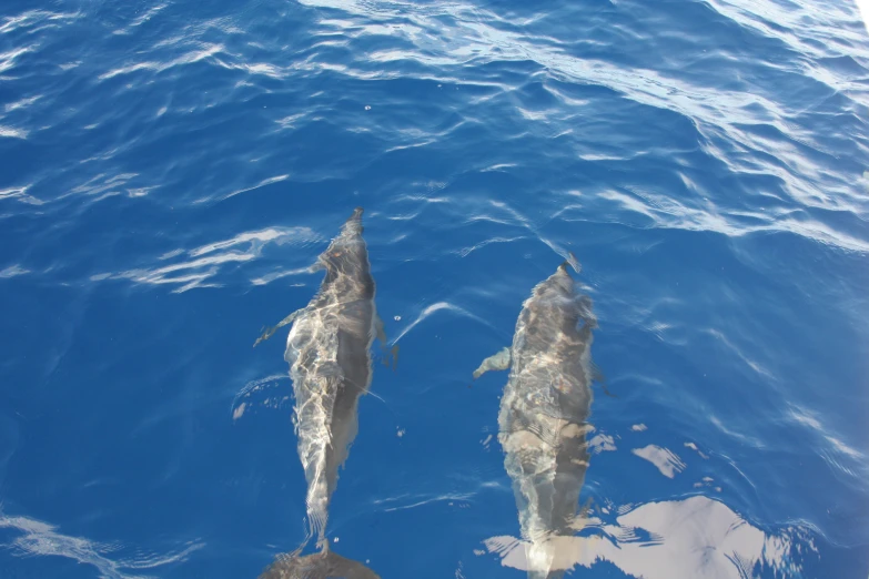 a couple of dolphins swimming in the water