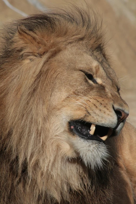 an adult lion with its mouth open showing teeth