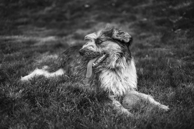 a dog sits in the grass with his paw on his chin