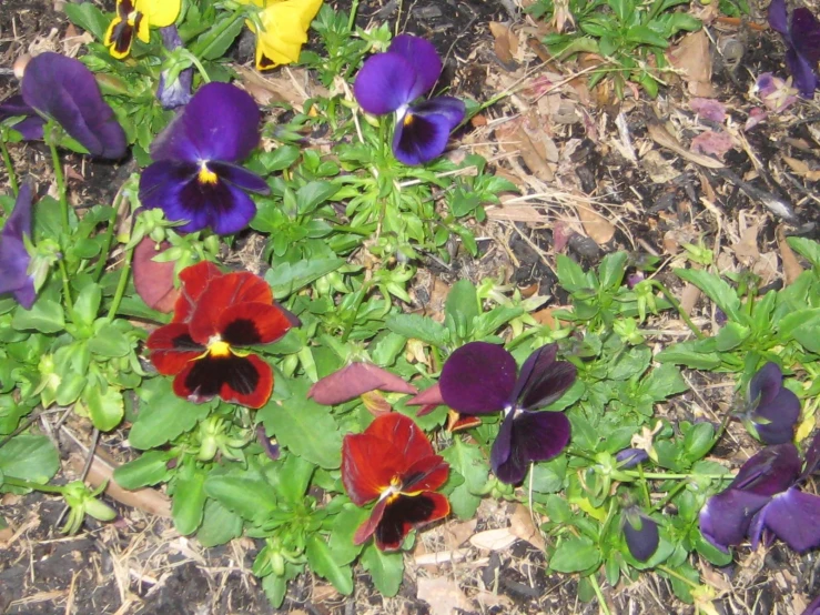 colorful pansies growing in the ground with green leaves
