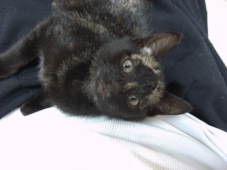 black cat lying on it's back and laying on top of a white blanket