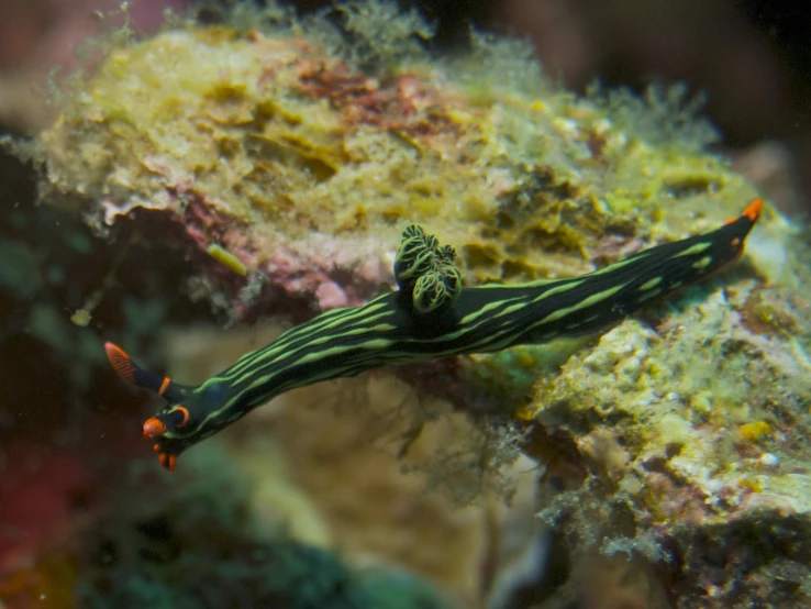 a small green and yellow sea slug sitting on a rock