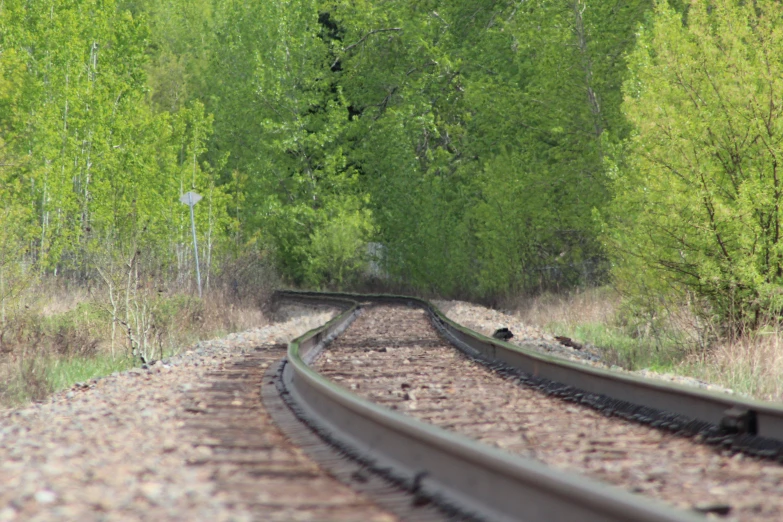 train tracks leading through trees and grass on a sunny day