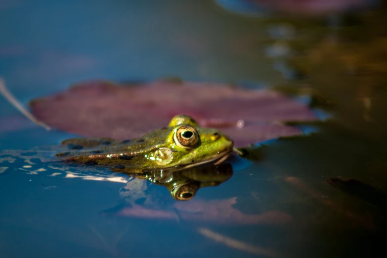 a frog is in the water with purple leaves