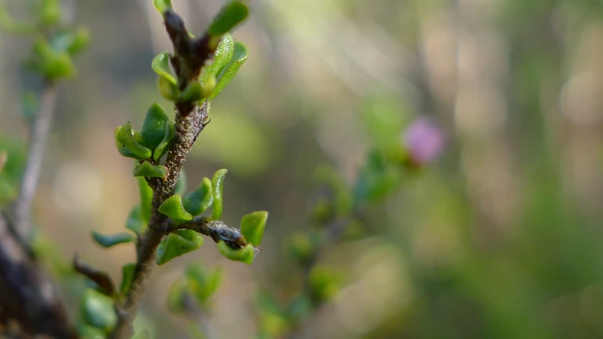 buds of the tree ready to be picked from the woods