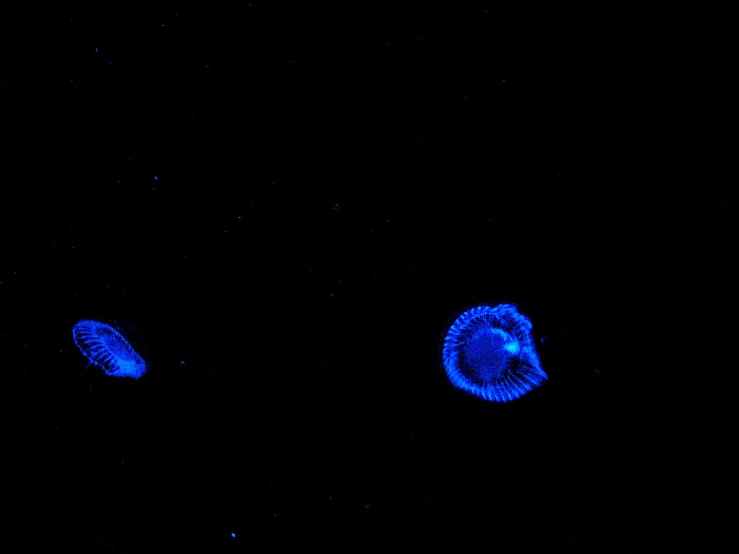 two small blue jellyfish swimming across the water