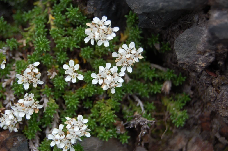 small white flowers on a green plant with rocks
