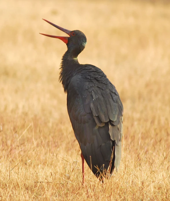 a bird with a long neck standing in some tall grass