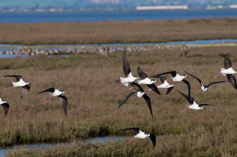 a herd of white birds in a marshy area